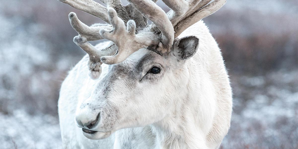 Close-up of a white reindeer with velvety antlers against a snowy, blurred background.