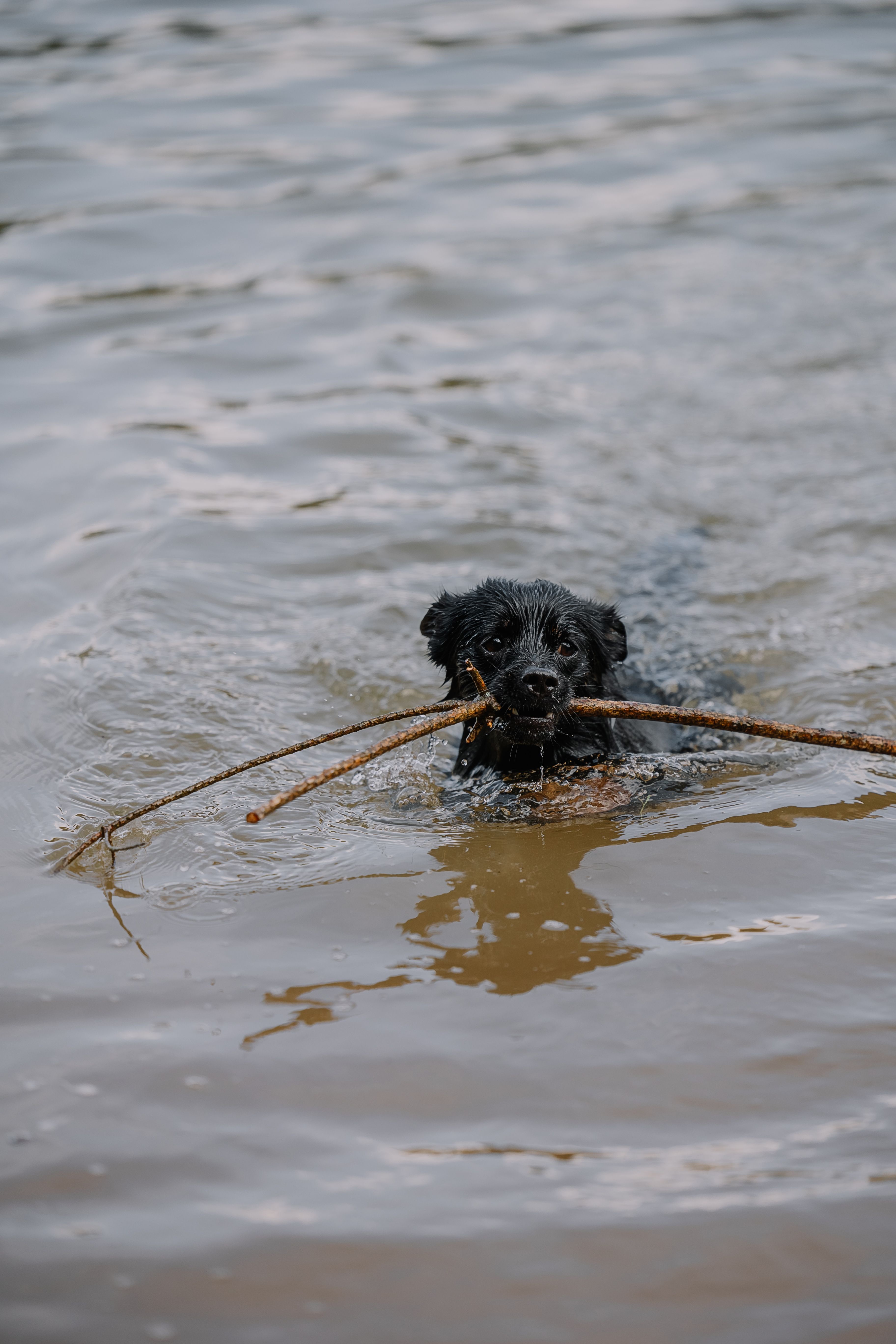 Mit Hund baden im Achental , wo dein Hund an der Tiroler Ache darf