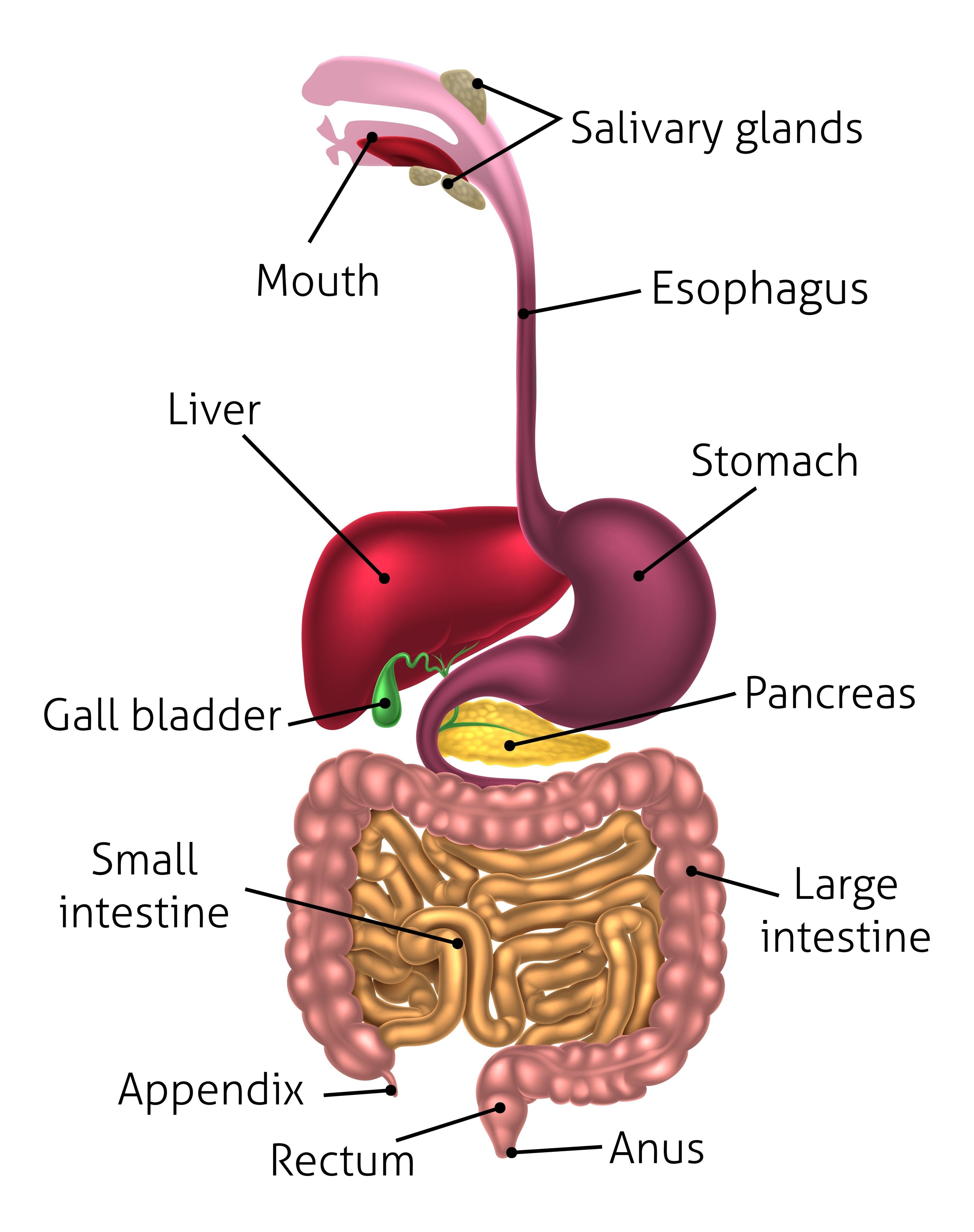 Hình ảnh về digestive system illustration without gallbladder