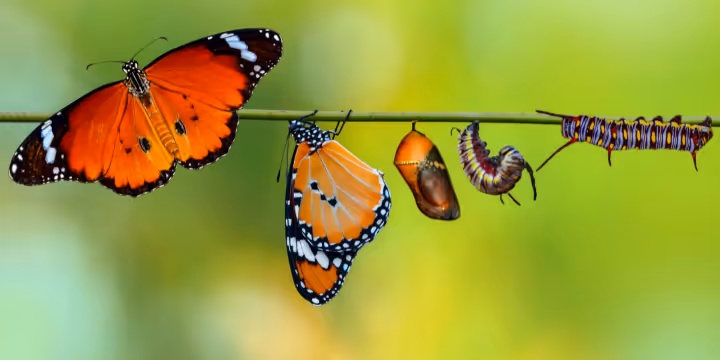 Profitez de notre système de soins de santé (tant que vous le pouvez) !
