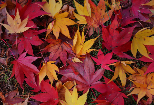 Is It Time for a Career Change? How to Know Before Autumn Recruitment Peaks