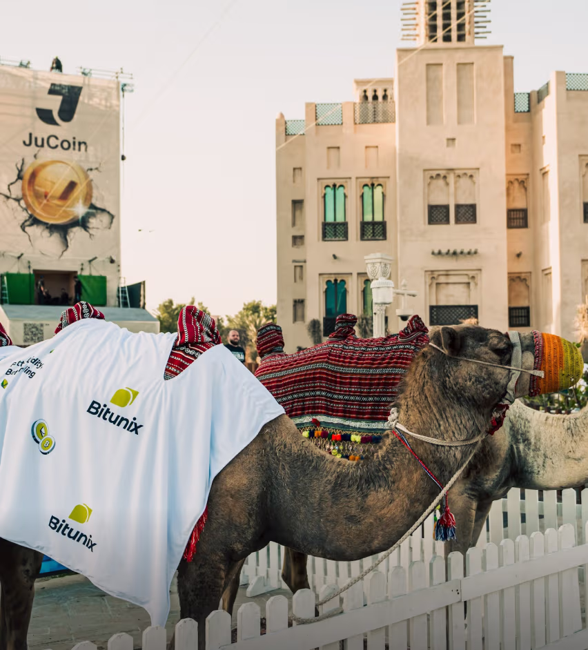 Camel wearing a white Bitunix-branded cloth and colorful traditional saddle cover, standing behind a white fence in front of a historic building.