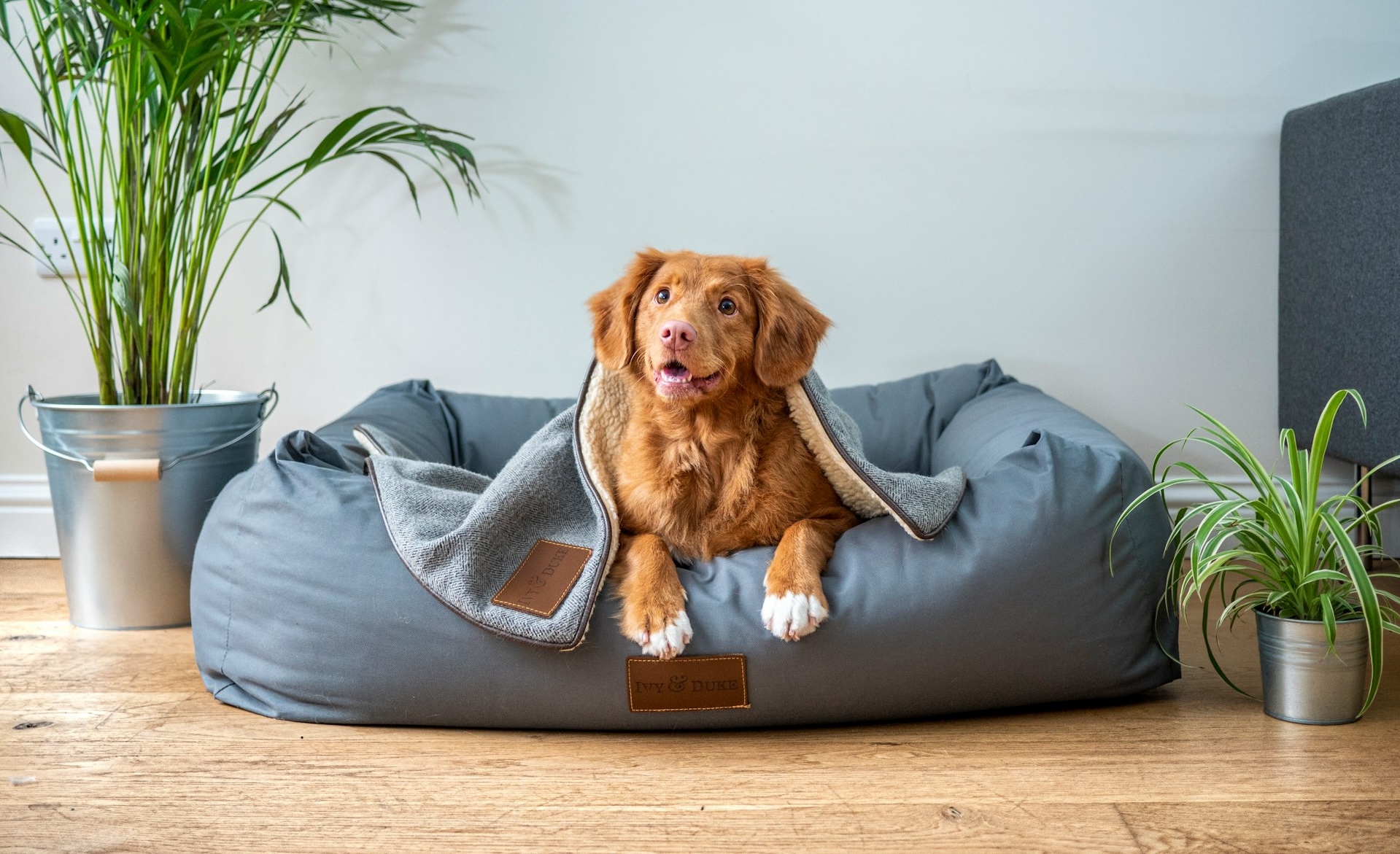 Dog resting in its bed on hardwood floors in a Fort Wayne home