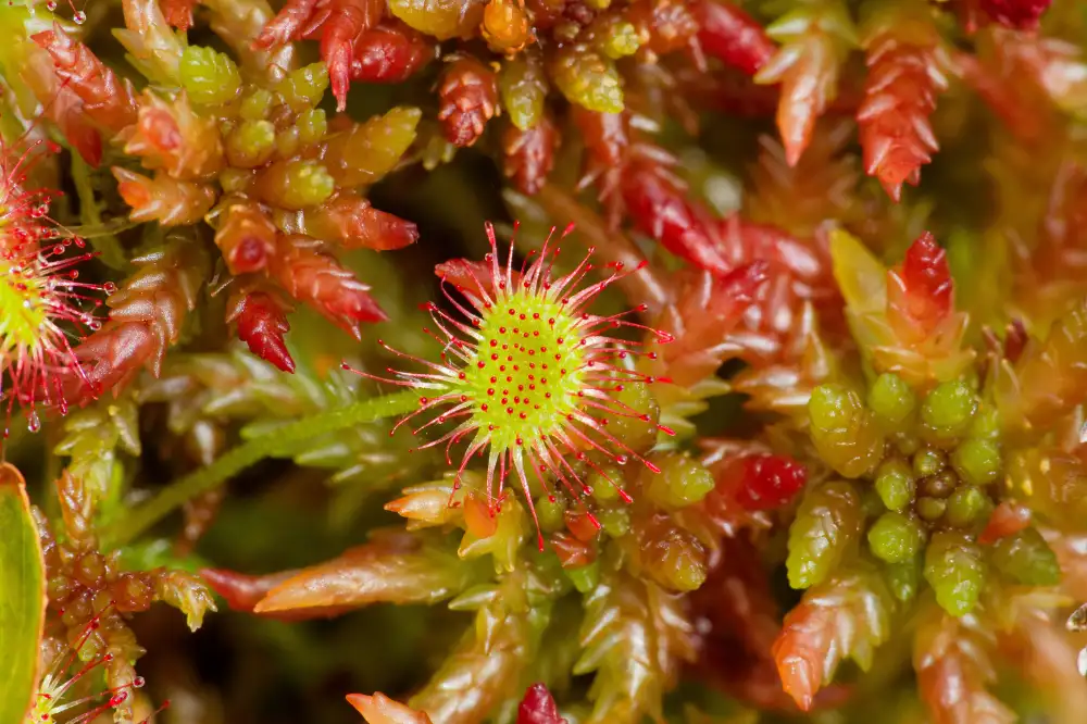 Torfmoos und Sonnentau. Gesichtet bei der Moortour im Eversten Moor. 

Foto: Stefan Schmidt