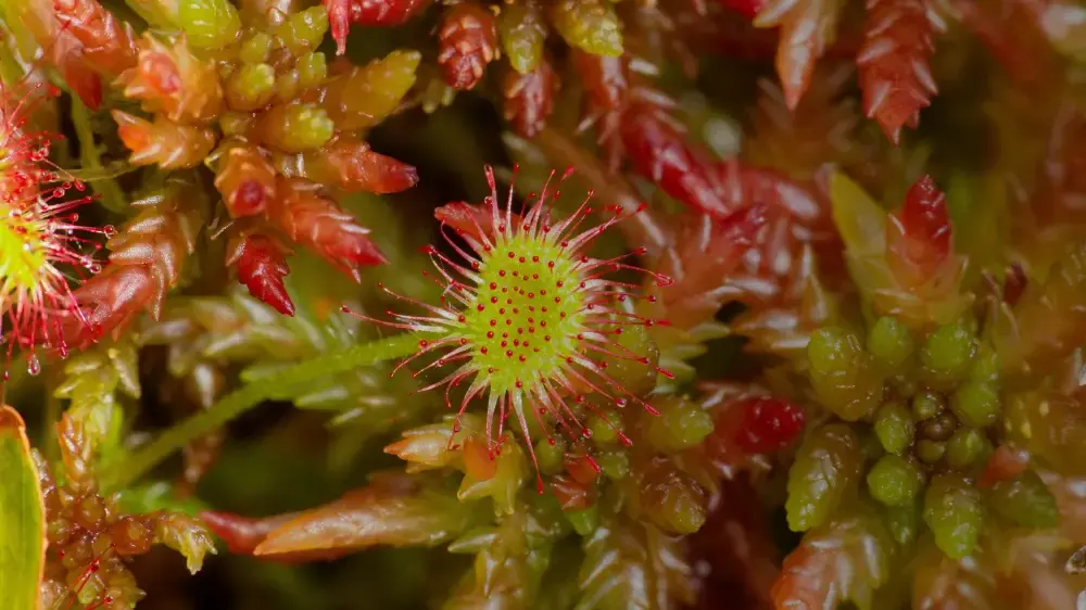 Sonnentau und Torfmoose. 
Foto: Stefan Schmidt