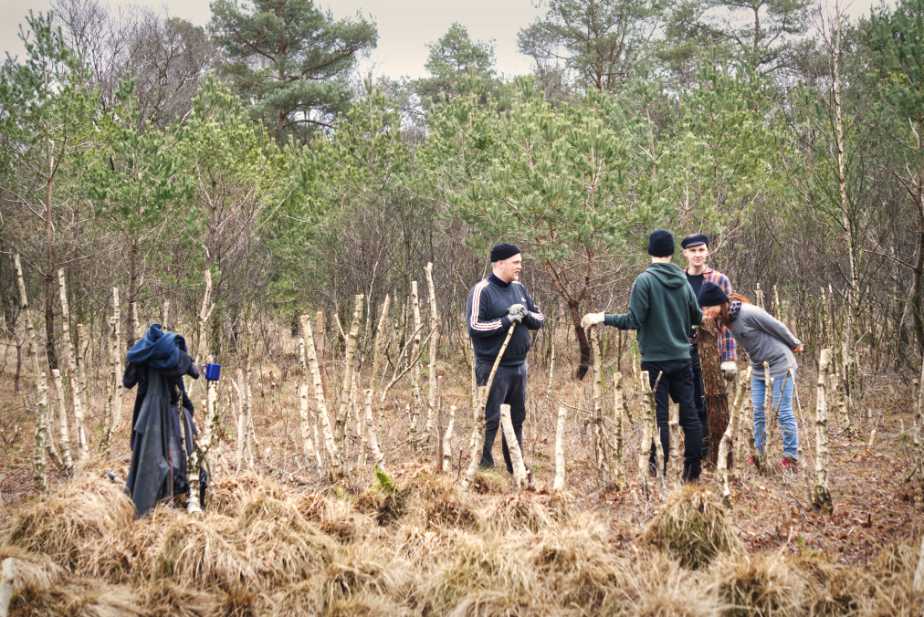 Die Birken wurden auf Hüfthöhe abgesägt, das Ergebnis wird nun begutachtet.