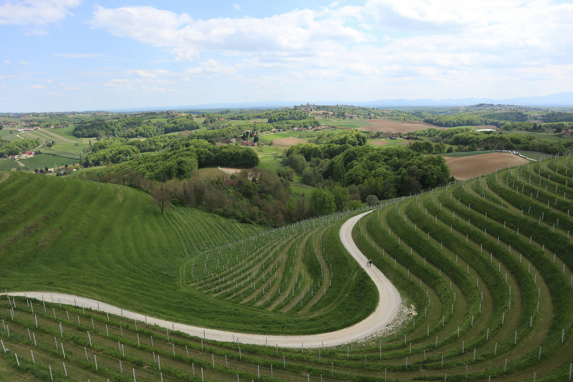 How to get started with AI in your winery: a practical roadmap