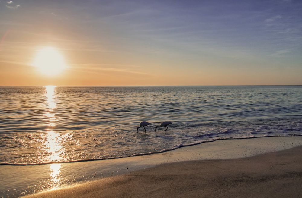 A stunning Sarasota beach is pictured at sunset. Two birds are in the water.