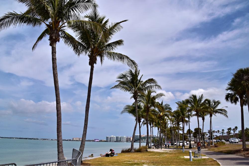 Palm trees line the road and waterfront in Sarasota. A walking lane and bike lane are also pictured.