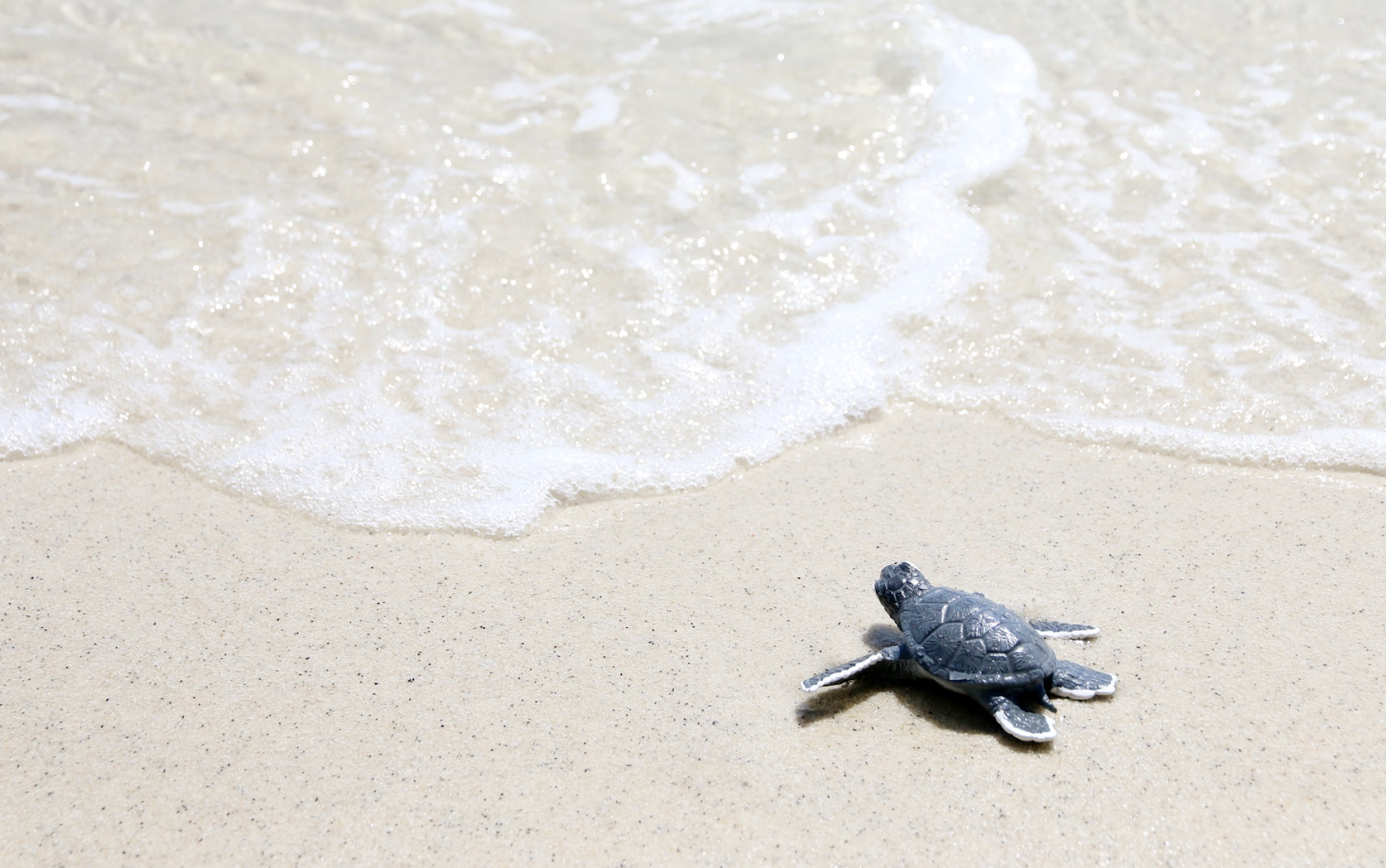 Little sea turtle on white beach 