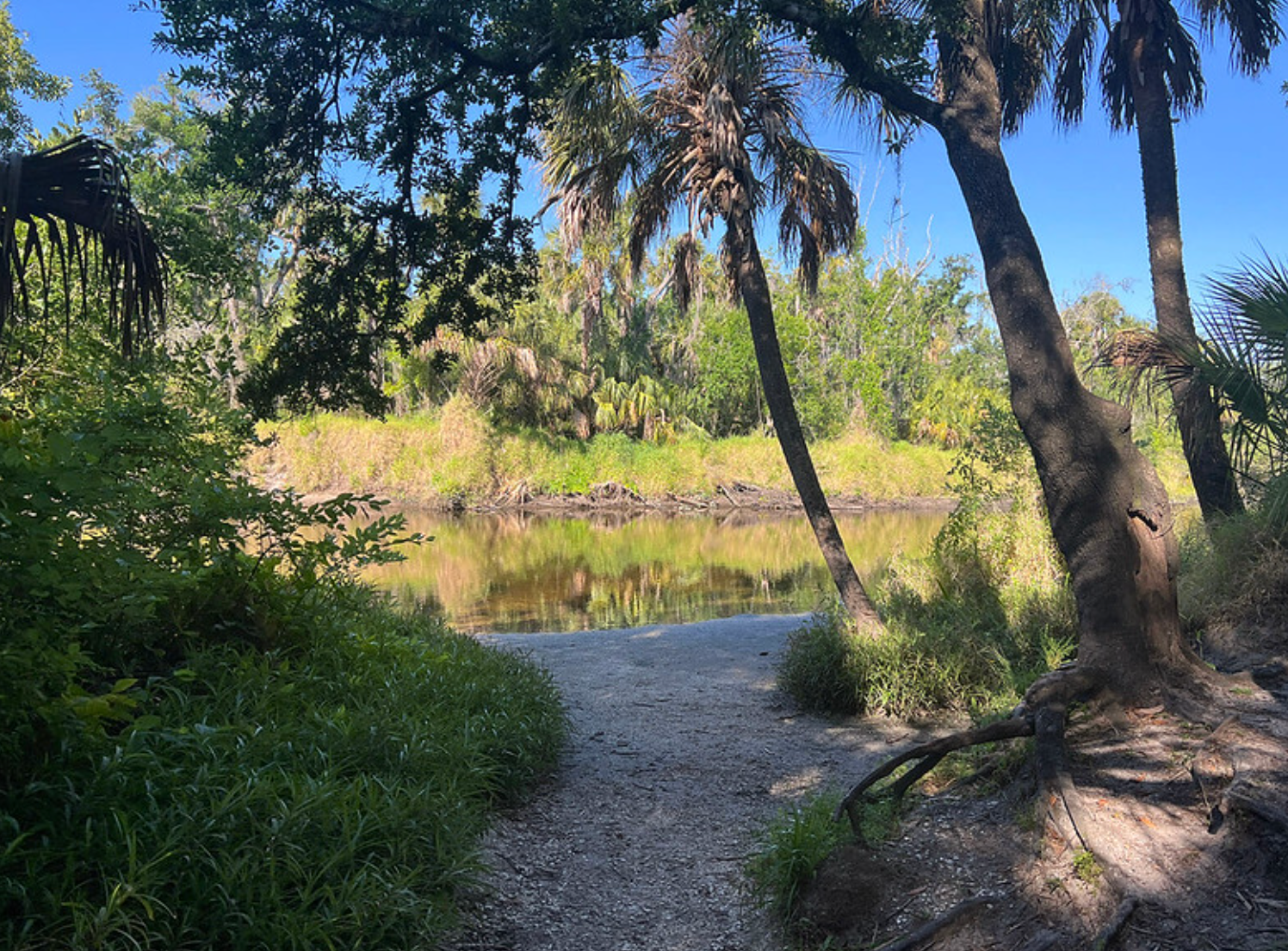  Lush plants and trees next to the water at Rye Preserve in Southwest Florida