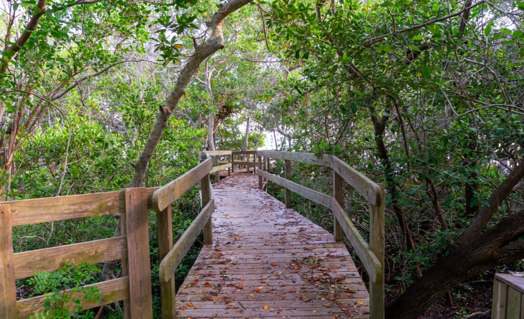 Boardwalk at Emerson Point Preserve 