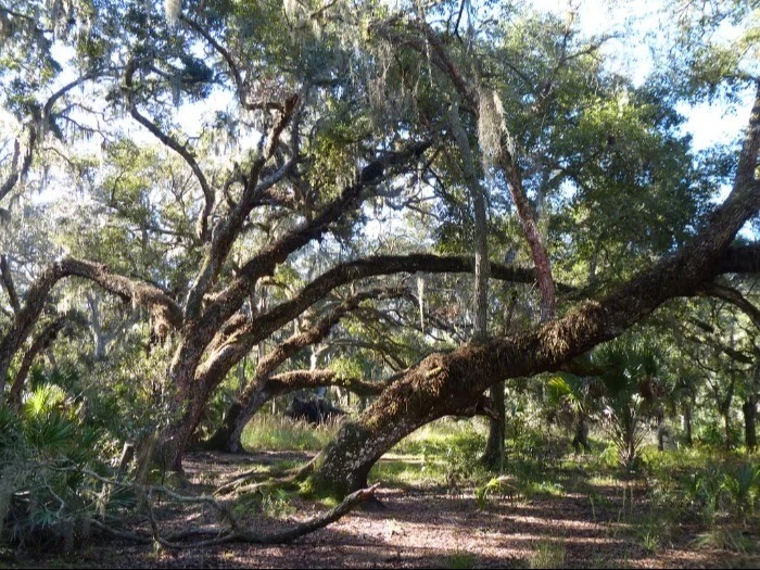 Beautiful, lush trees found in Johnson Preserve in Southwest Florida. 