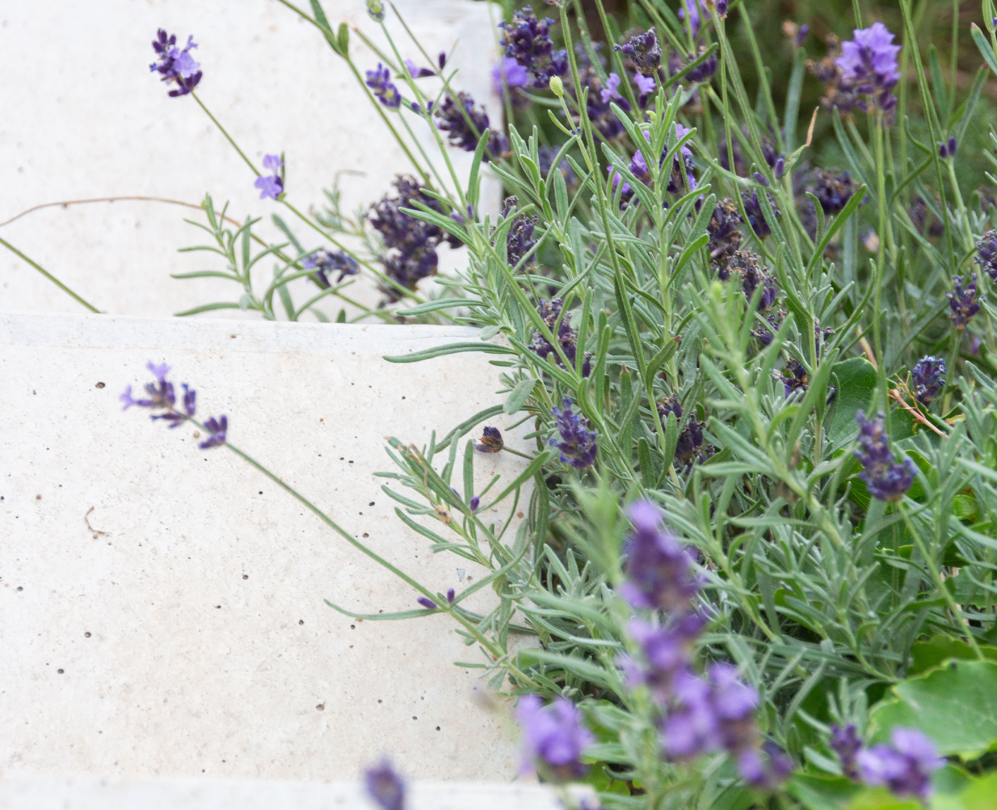 Simbiosi Landscape proyect