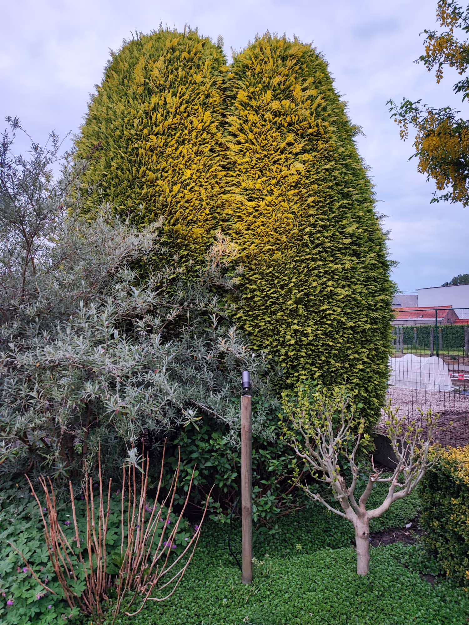 Tuinverlichting in een gezellige tuin, sfeervolle tuin in Liedekerke, verlichting gericht op boom