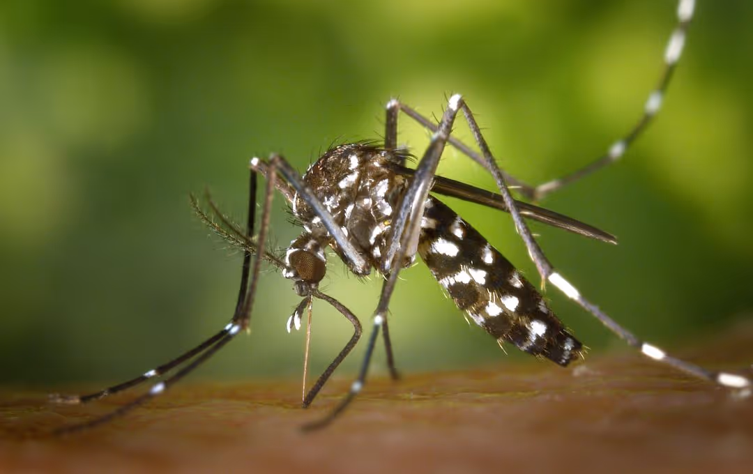 Close-up of a mosquito with black and white markings feeding on skin against a blurred green background.