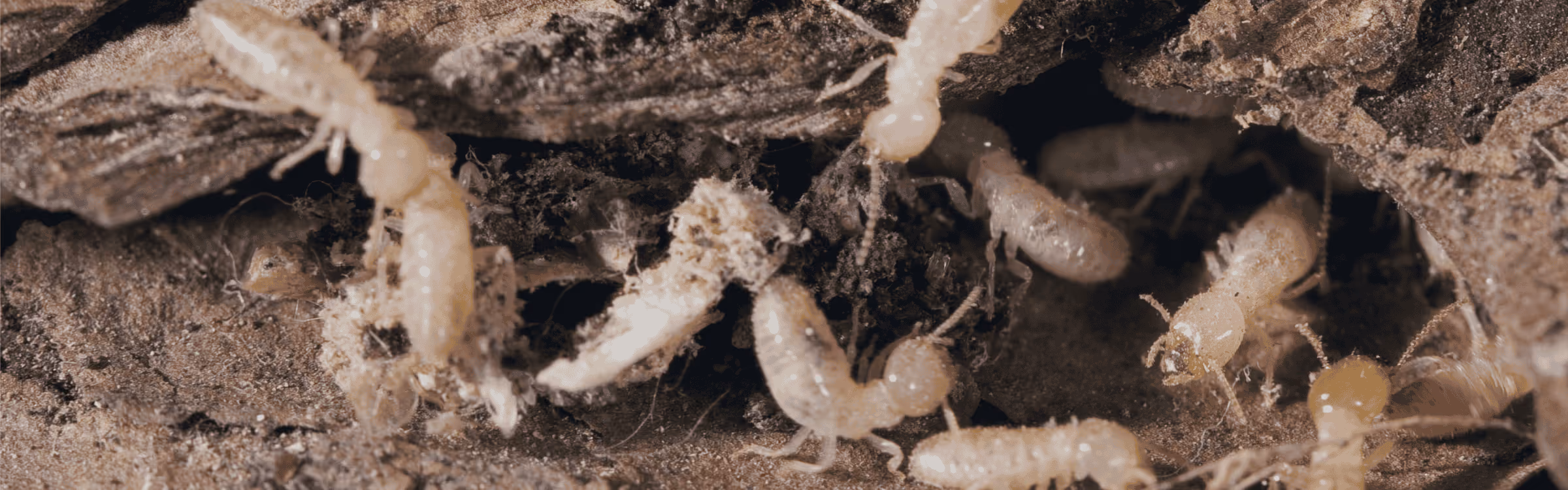 termites in durham nc