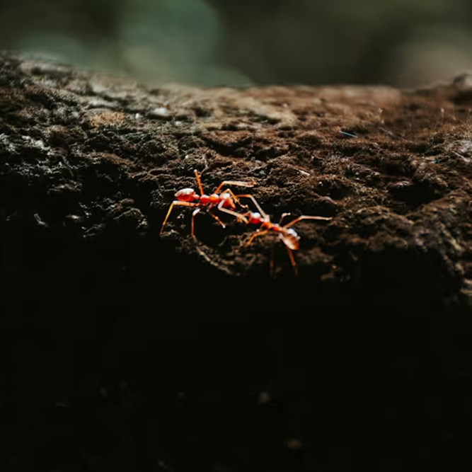 Two fire ants crawling on dark brown textured bark.