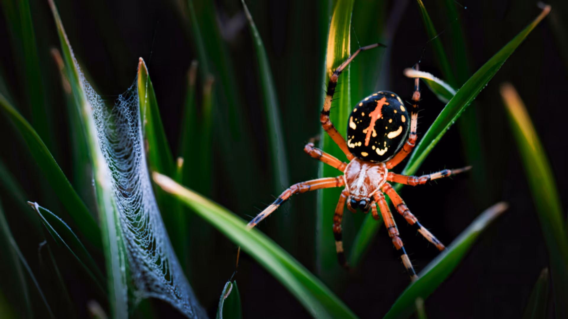 Close-up of a North Myrtle orb weaver spider with a black abdomen featuring yellow and red markings, perched on green blades of grass near its web.