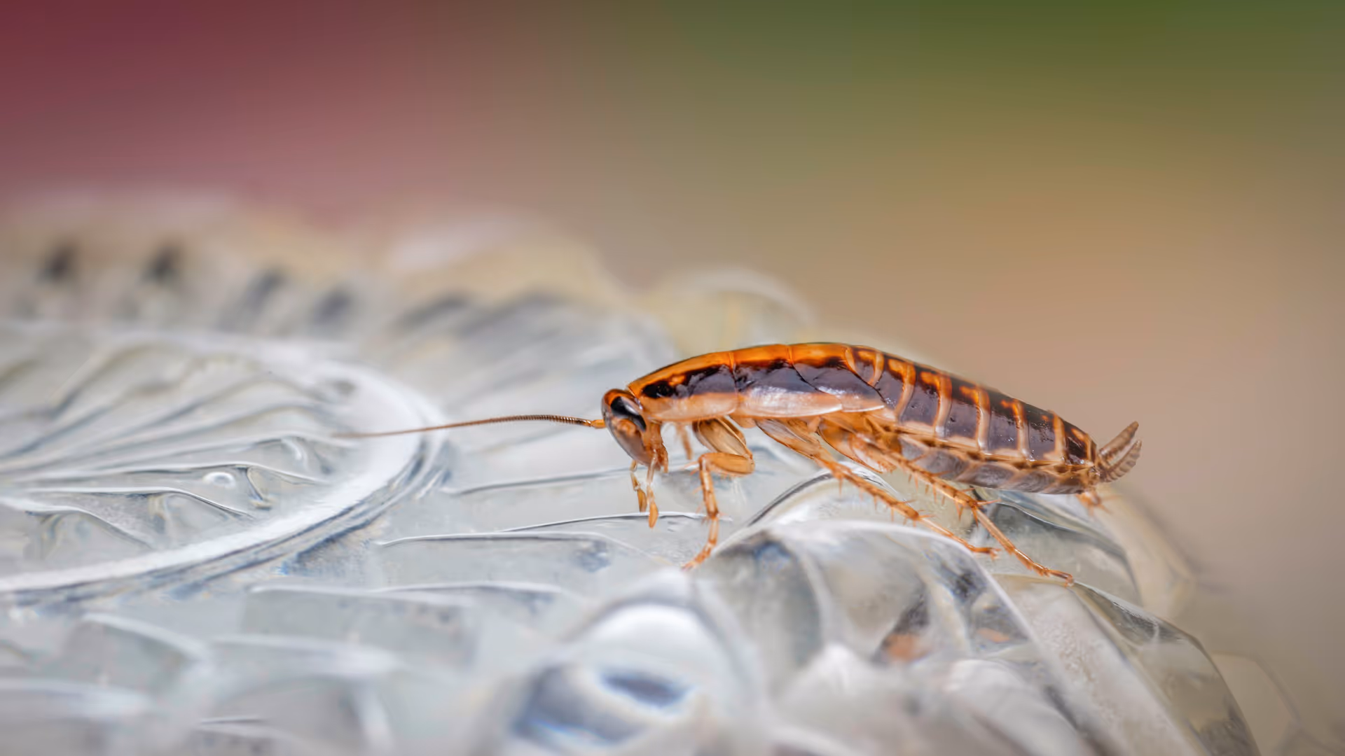 Close-up of an American cockroach on a clear textured surface with a blurred background.