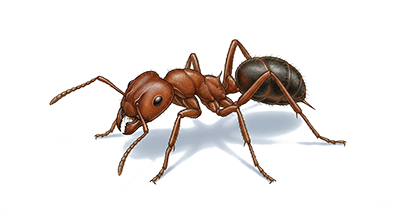 Close-up illustration of a brown and black ant with detailed body segments and legs.
