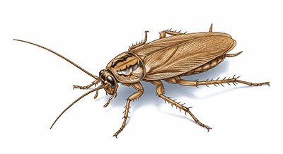 Detailed illustration of a brown cockroach viewed from above on a light background.