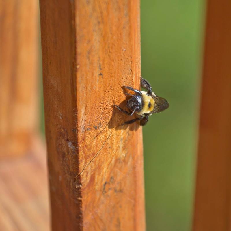 Close-up of a carpenter bee resting on a wooden surface in Raleigh NC