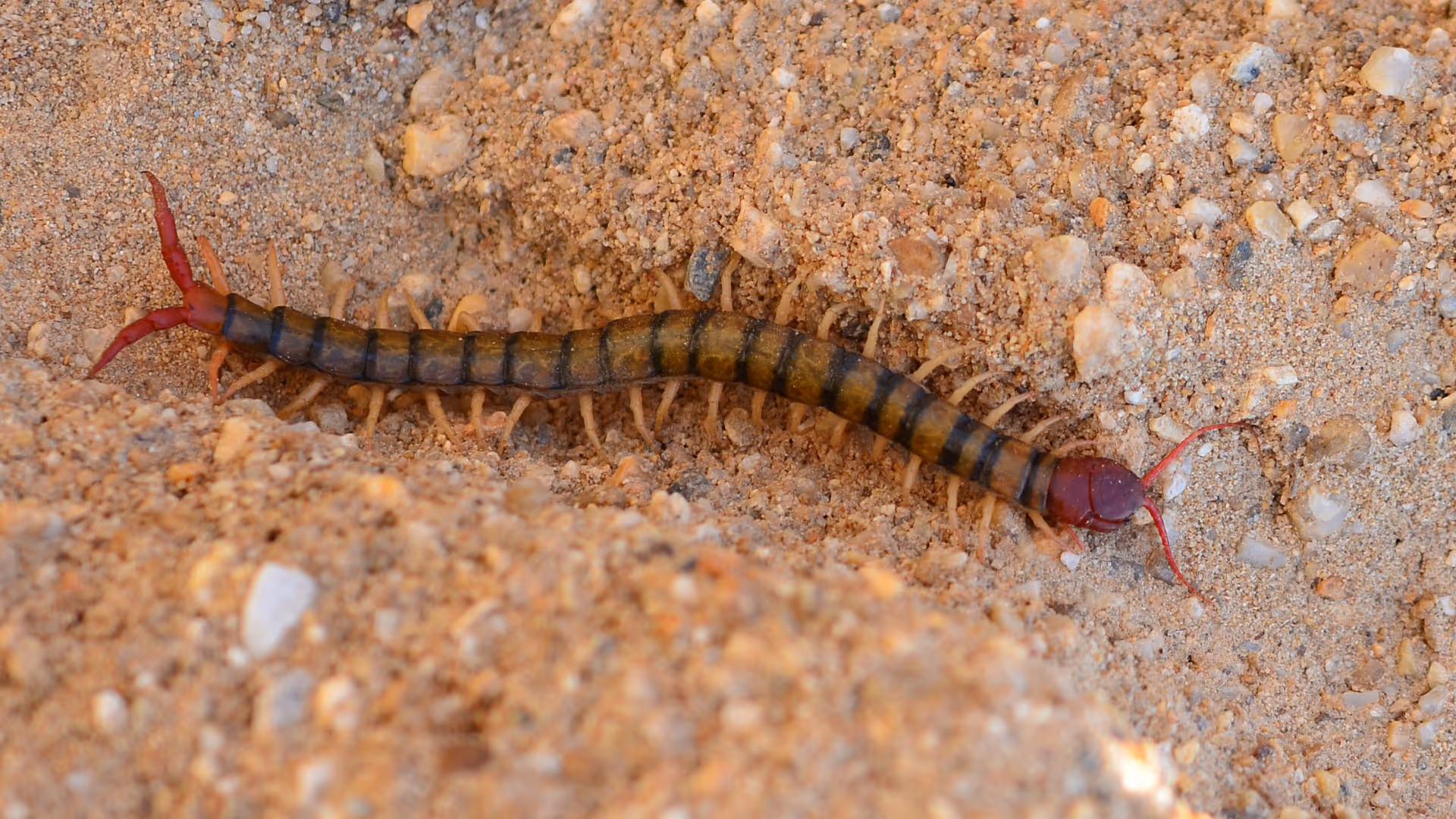A centipede with a segmented brown and yellow body, red head, and red pincers crawling on sandy ground.