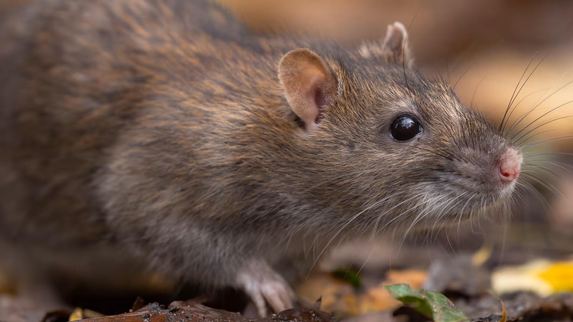 Close-up of a brown rat with a pink nose standing on the ground among leaves.