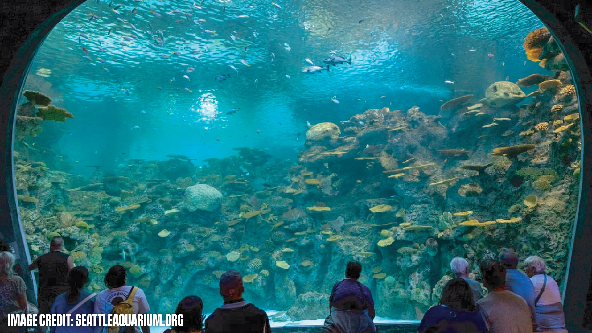 Visitors seated and standing, observing a large aquarium tank filled with coral and various fish species at Seattle Aquarium.