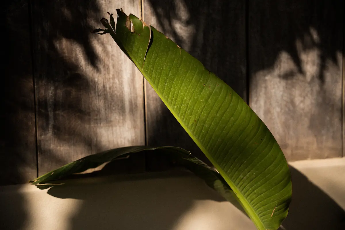 Palm leaves and shadows.