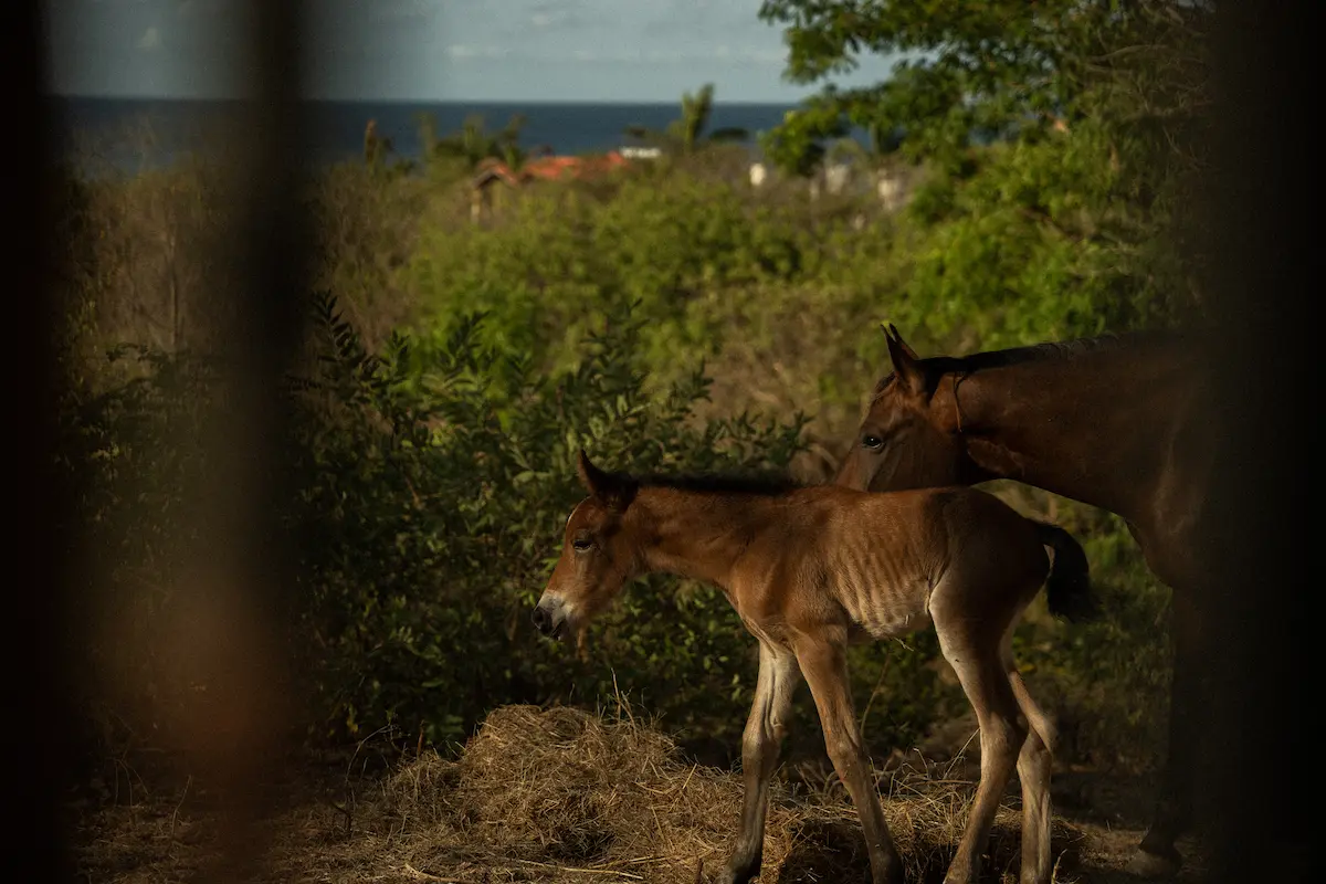A mare and foal with the ocean in the background.