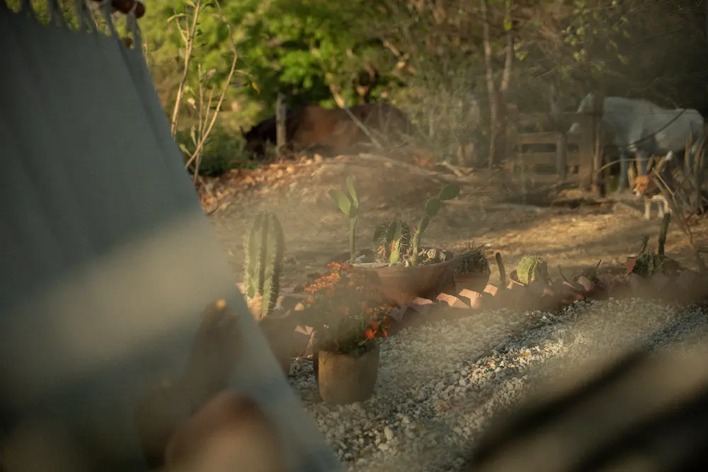 View from a hammock, blurry with a cactus and plants in front. 