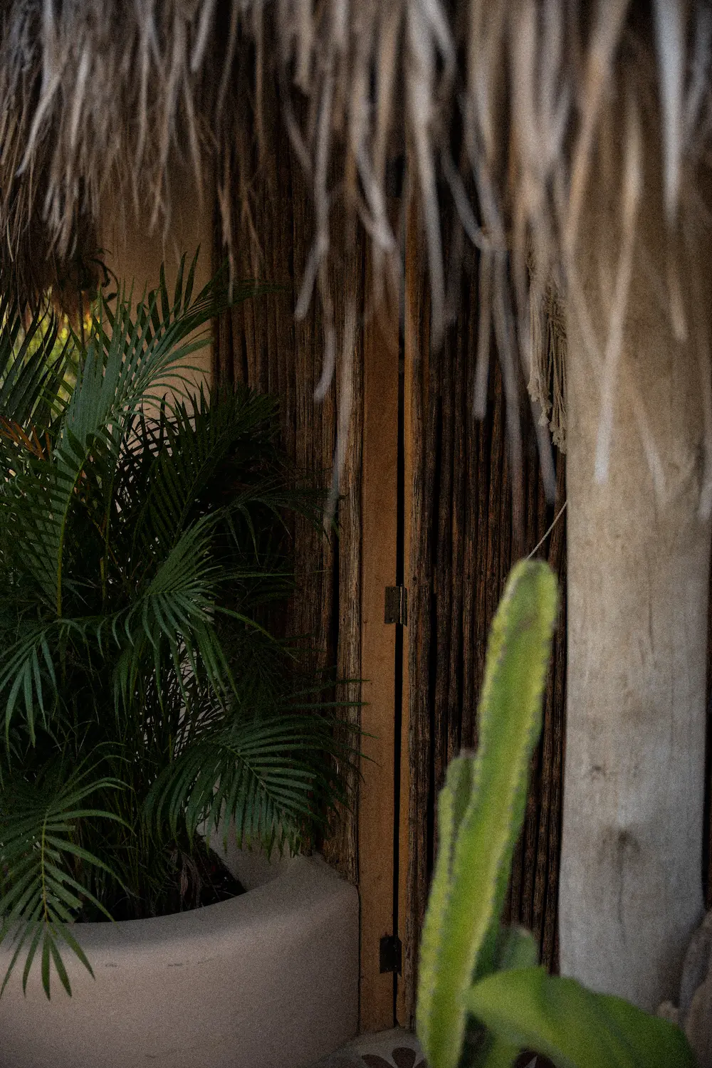 A cactus, palm roof and doorway.
