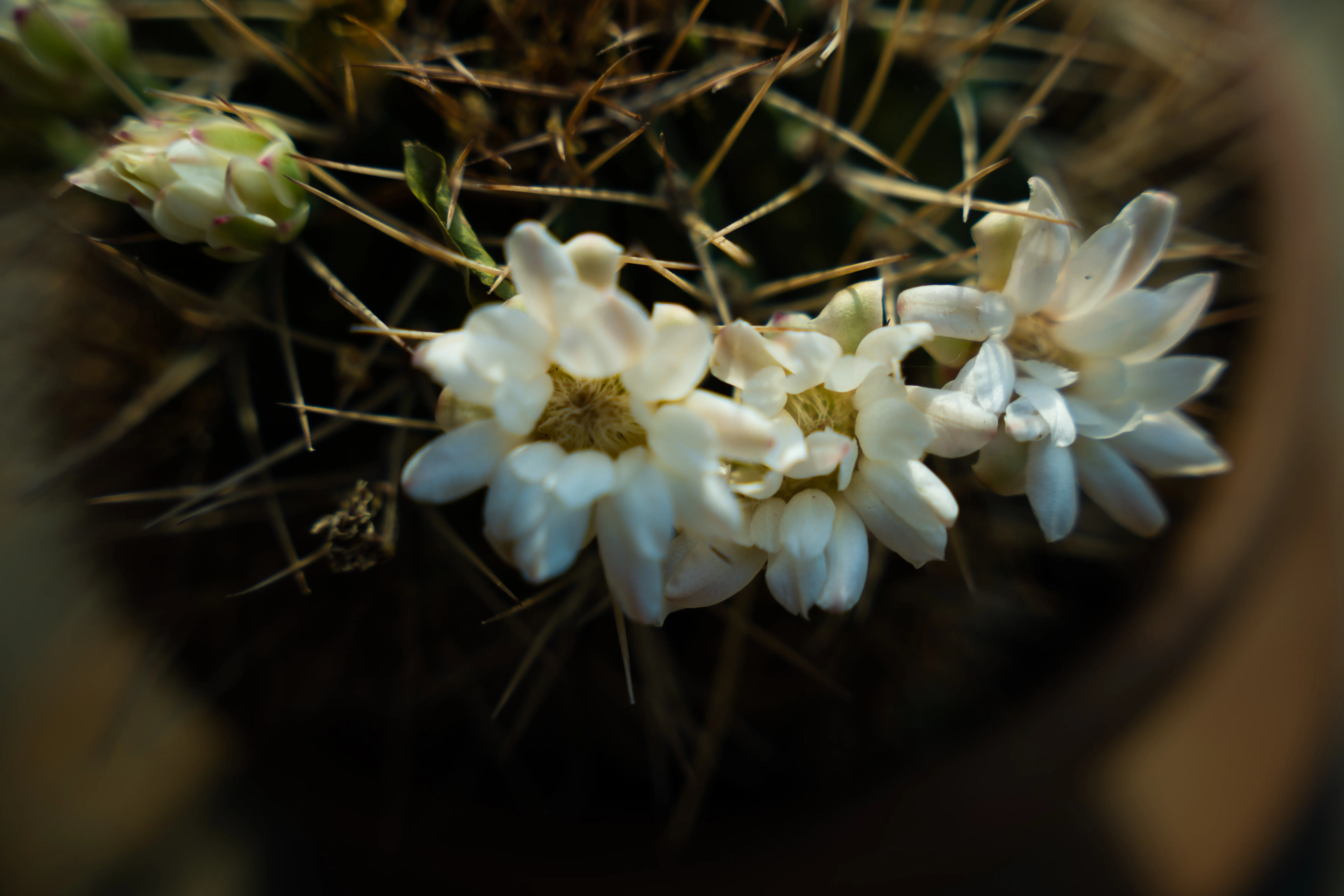 Close up picture of cactus flowers. 