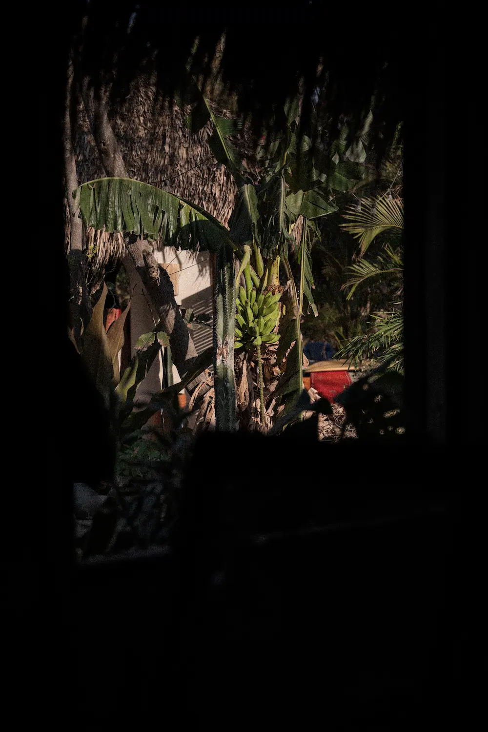 A plantain tree in the distance. 