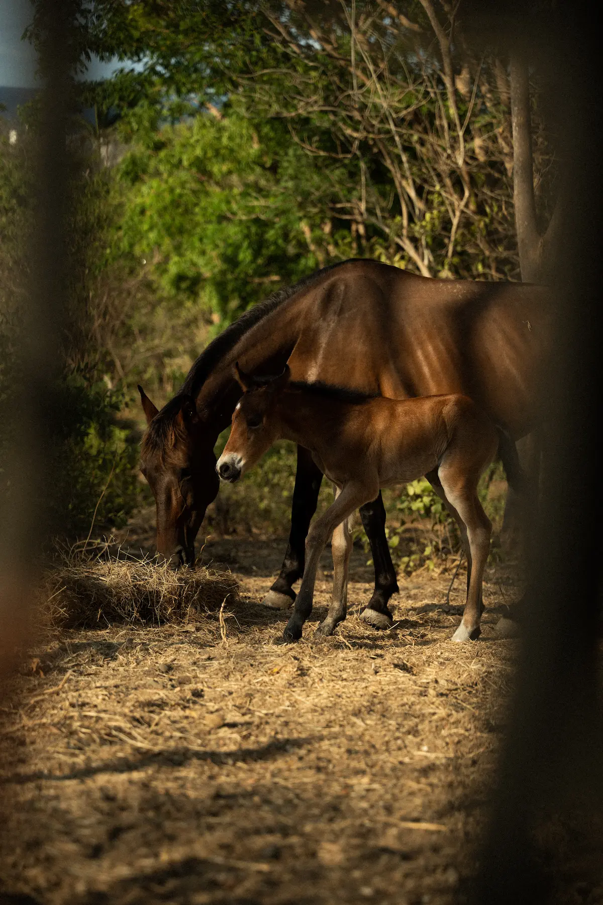 A mare and foal grazing.
