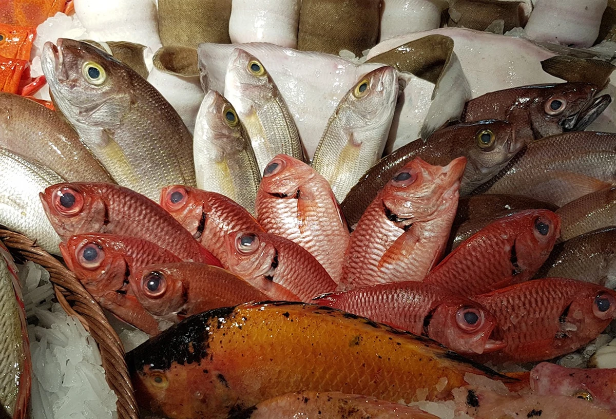 Poissons variés frais et disposés sur de la glace.