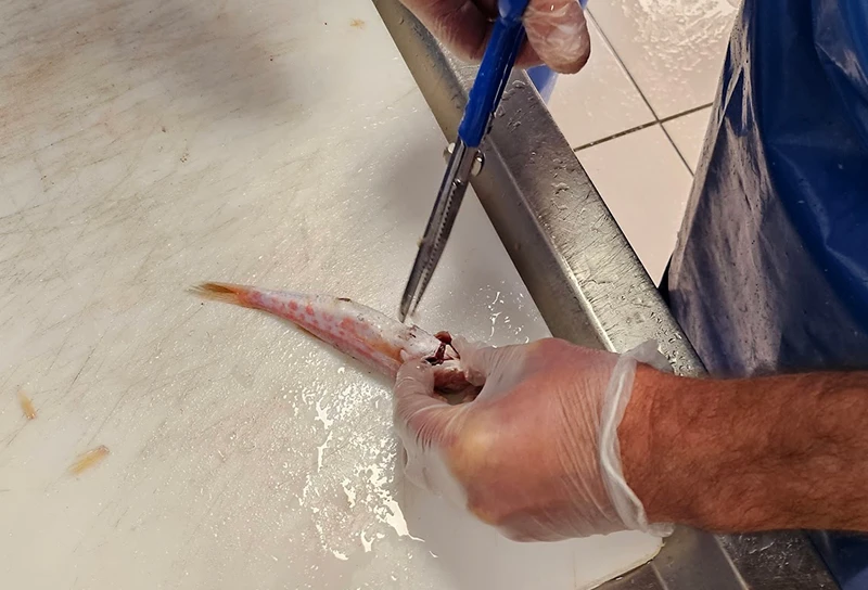 Une personne portant des gants et un tablier bleu nettoie un petit poisson avec des ciseaux sur une surface blanche.