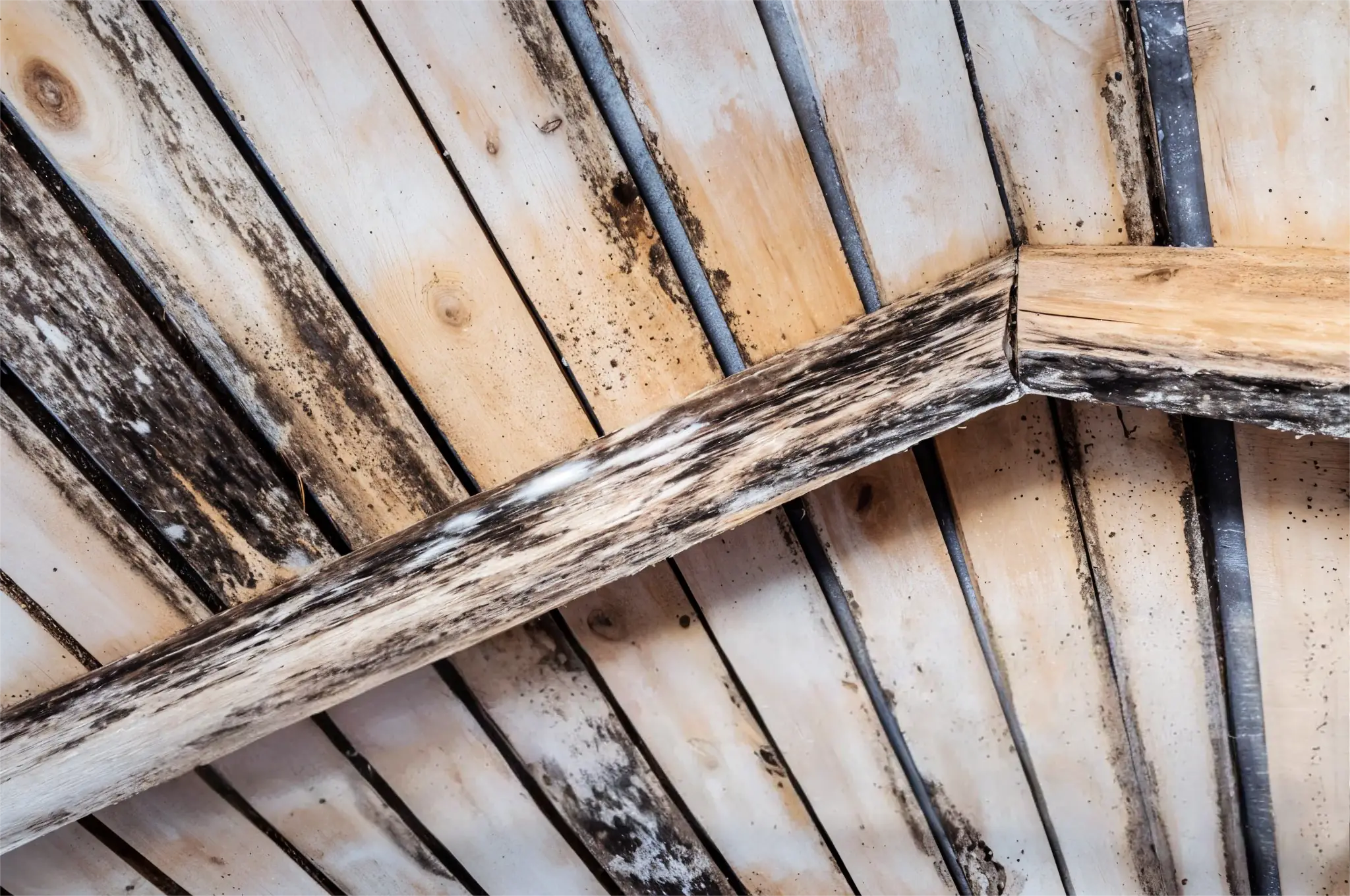 an ultra-realistic photo of mold growth on attic beams and damp insulation