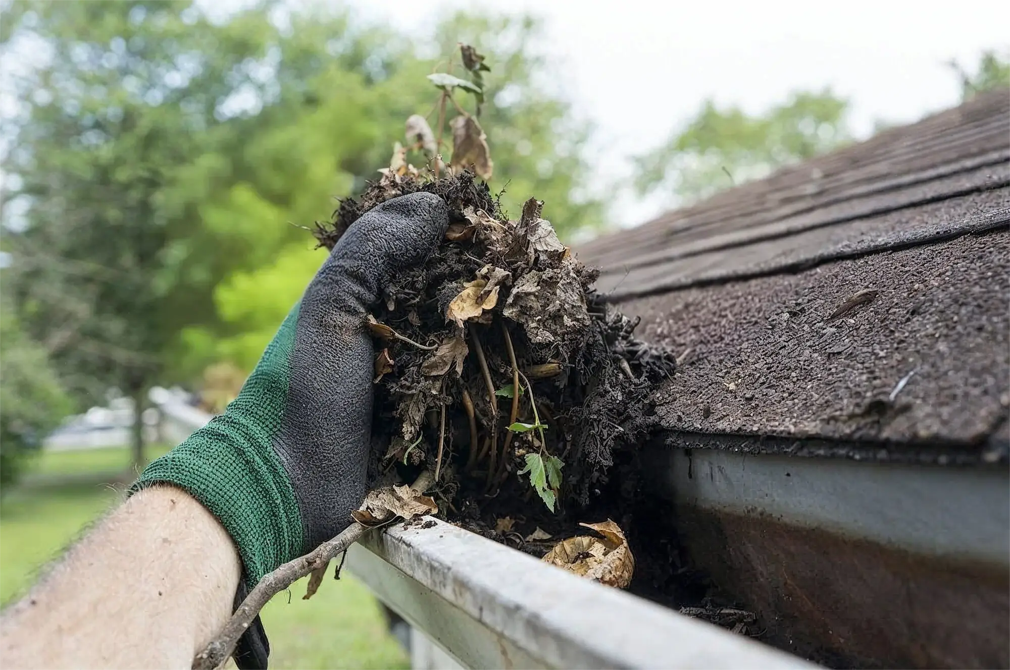 Gloved hand removing wet leaves and debris from a clogged house gutter near an asphalt shingle roof.
