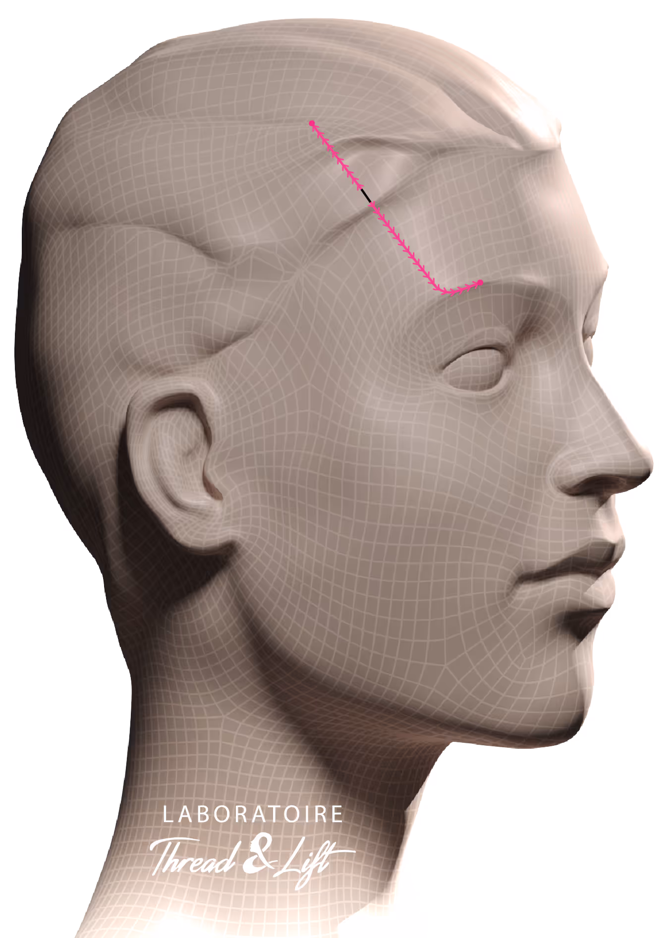 schema profil droit visage