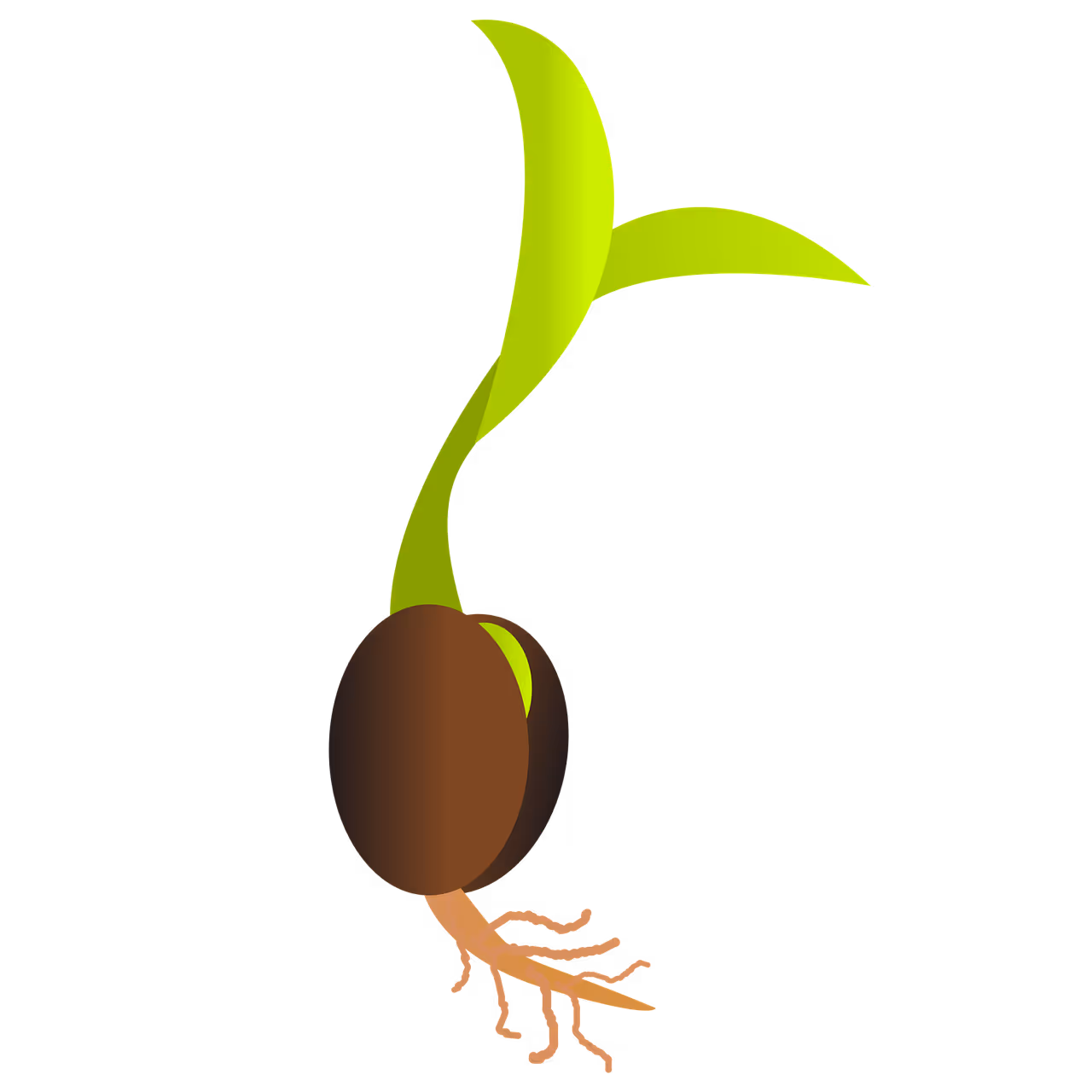 konopie