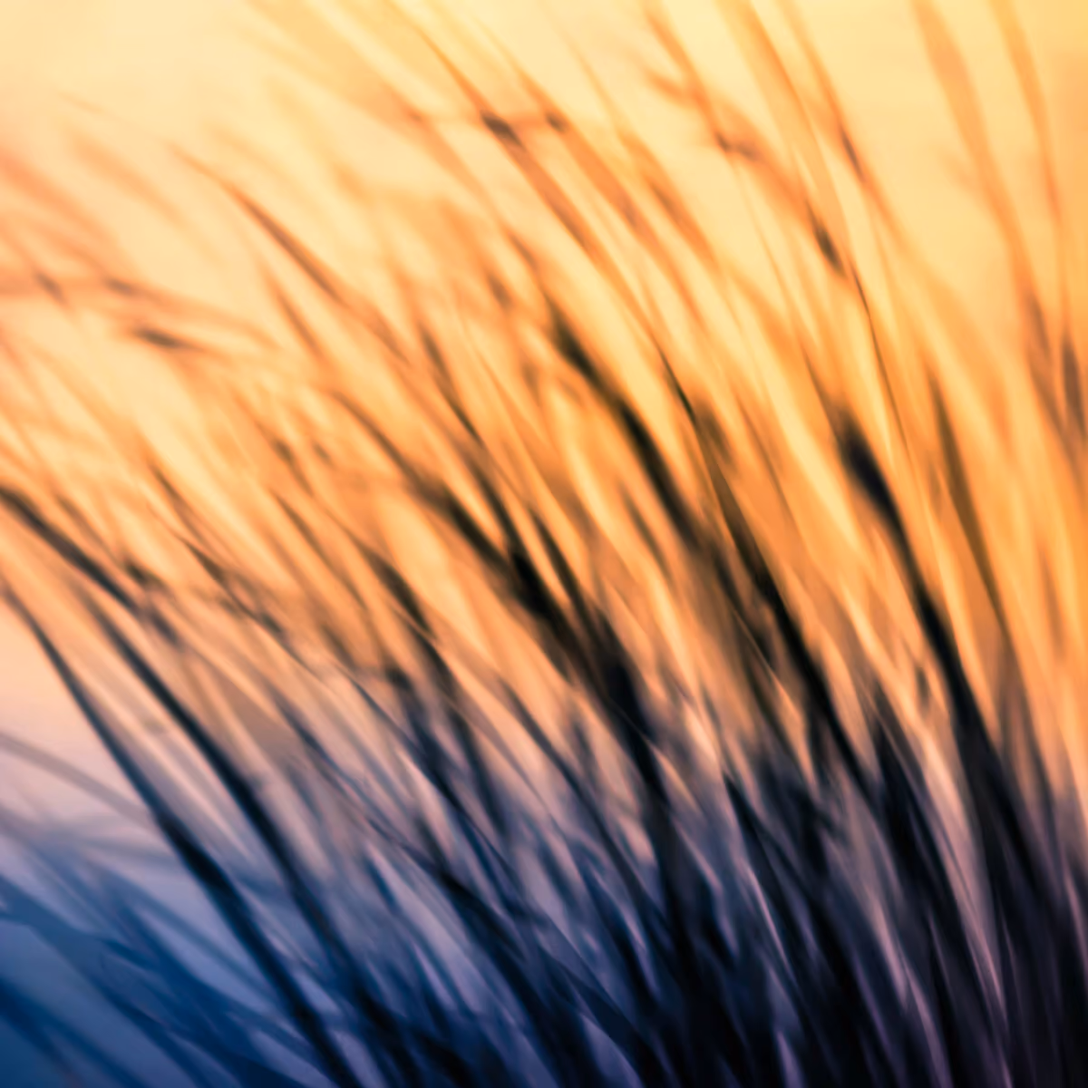tall grasses swaying in the sunset