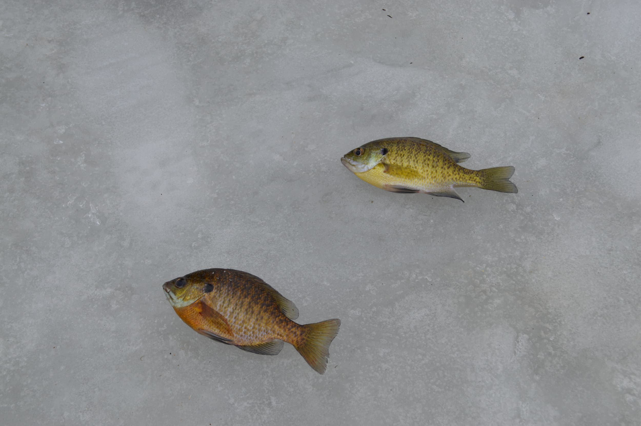 Nice fish