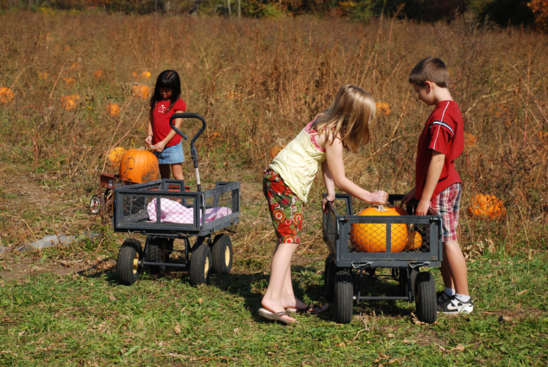 Bethke Farms Pumpkin Patch