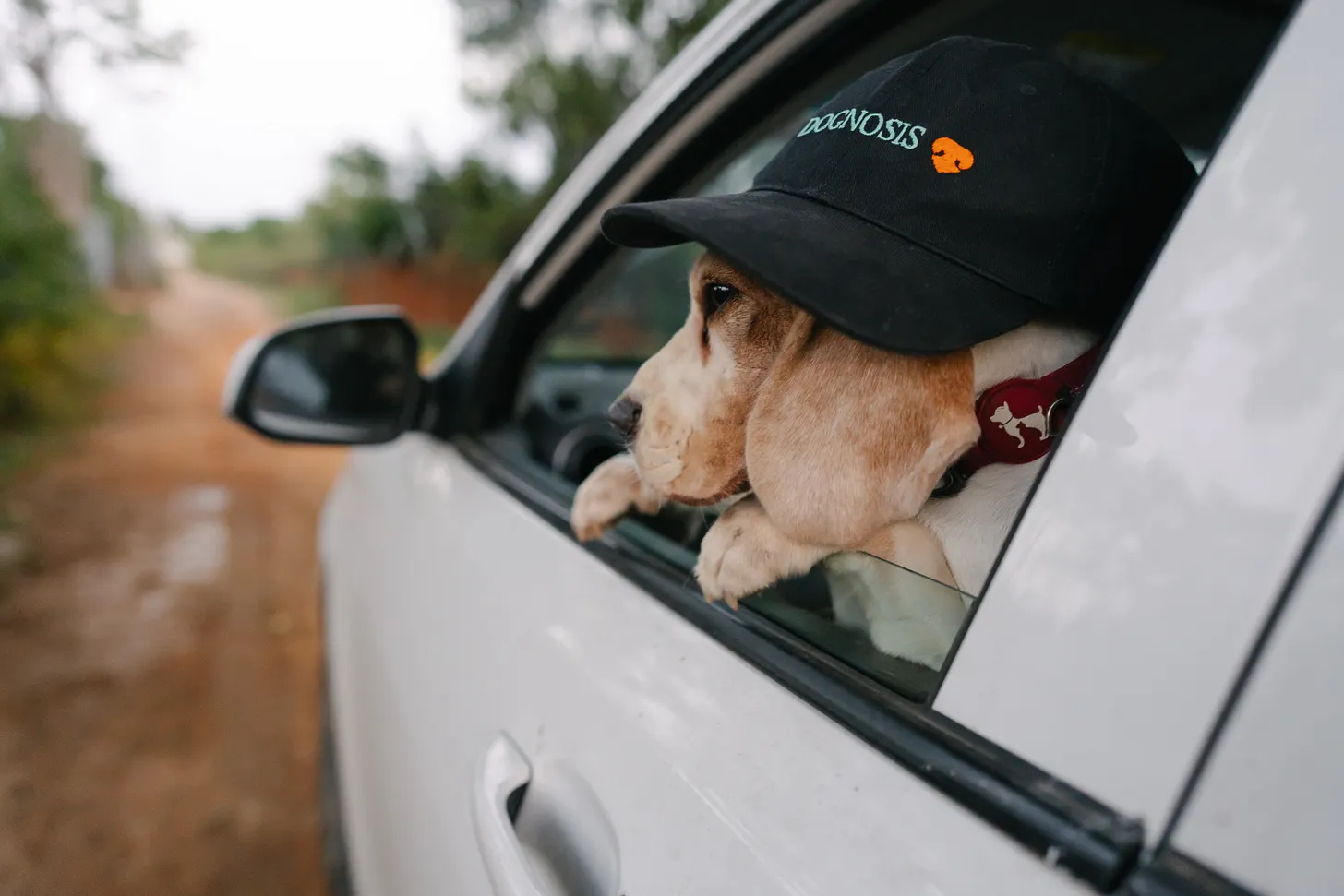 Snow, a Dognosis detection dog, wearing a Dognosis cap and looking out of a car window