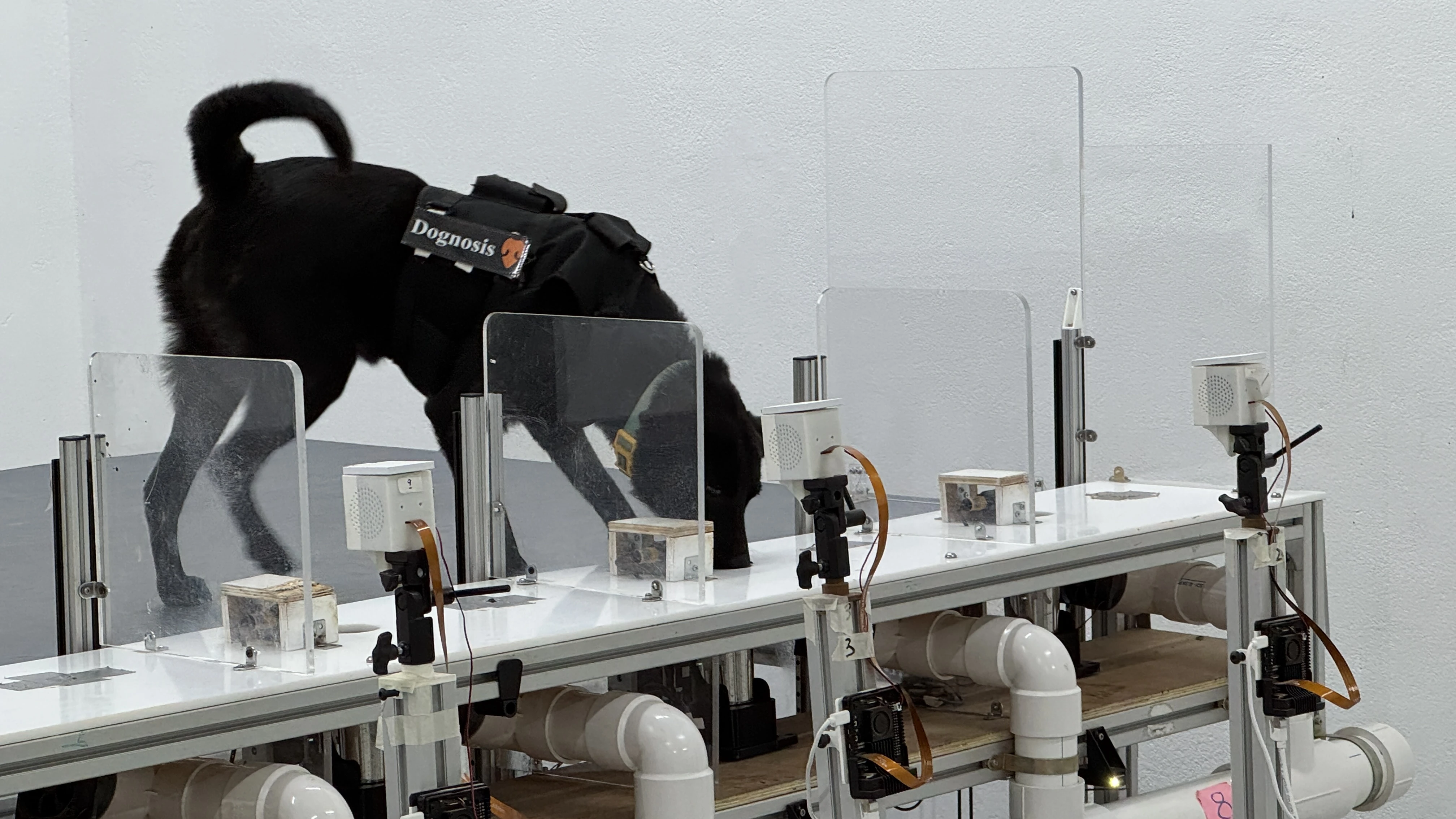 Chloe, a Dognosis detection dog, sniffing at a sensor station in SniffSpace