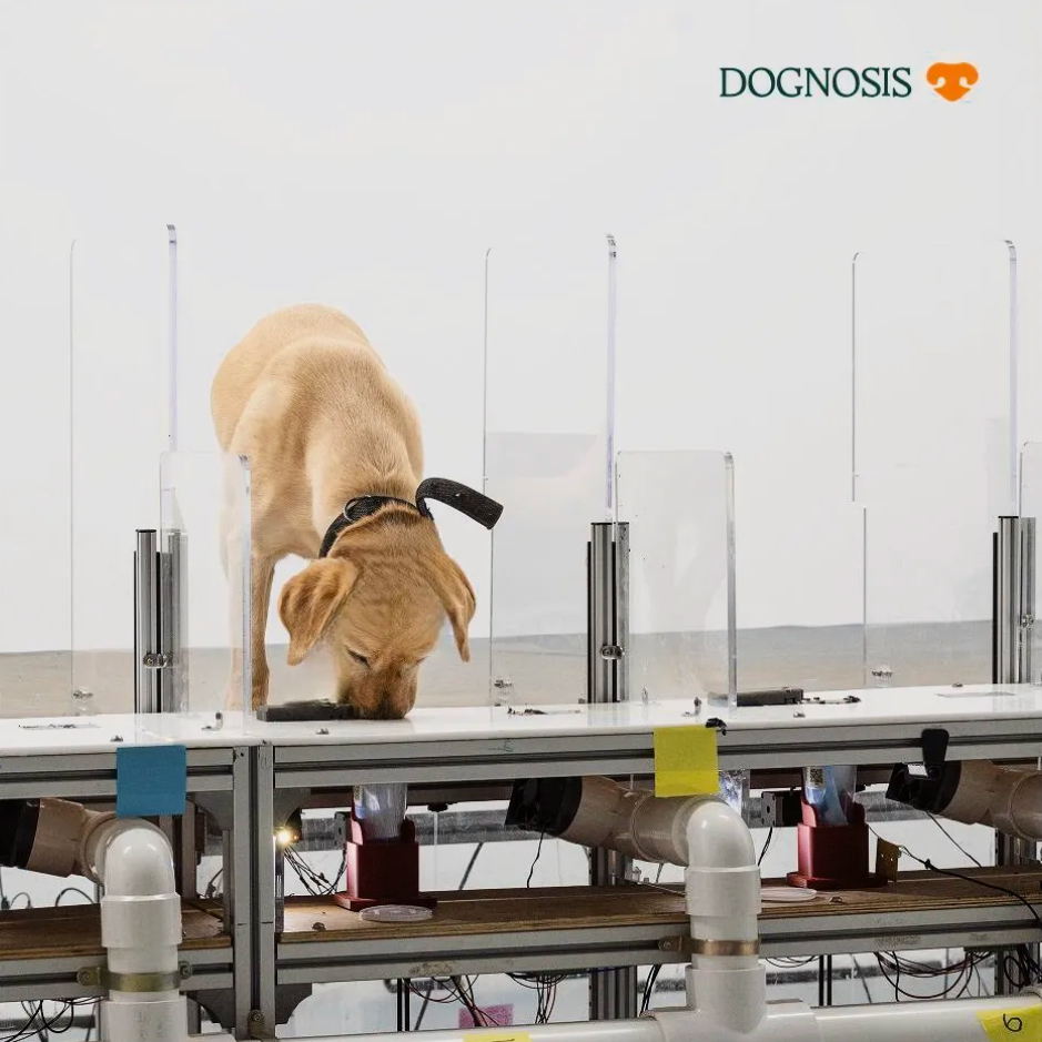 A trained detection dog assessing a sealed breath sample
