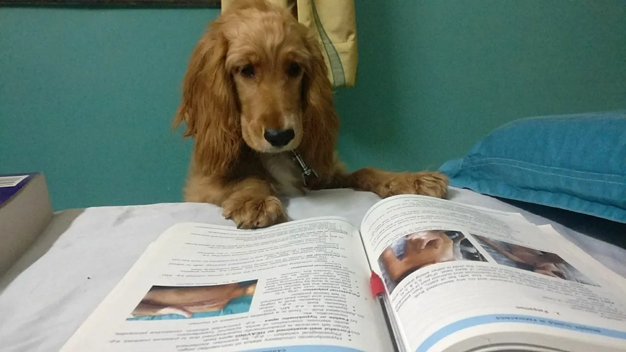 A cocker spaniel puppy resting its paws on an open veterinary textbook